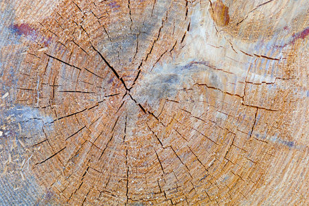 Cut wood texture or backgroundの写真素材