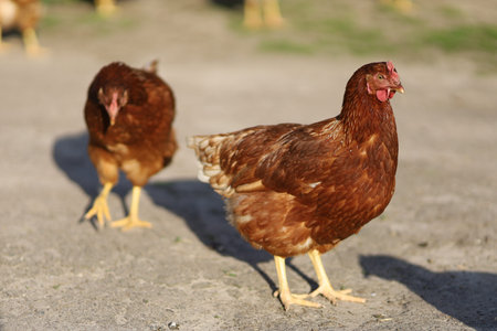 Village chickens walk and grazeの写真素材