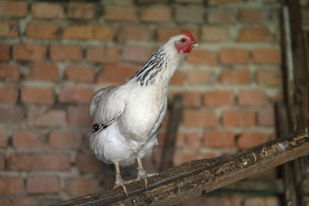 White chicken in a chicken coopの写真素材