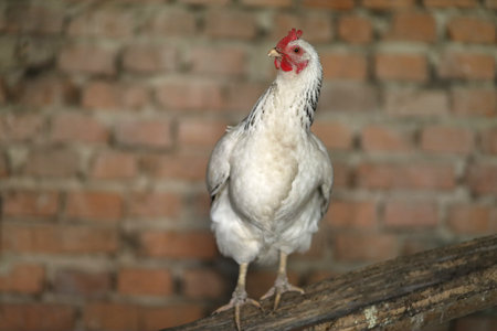White chicken in a chicken coopの写真素材