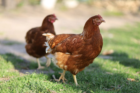 Village chickens walk and grazeの写真素材