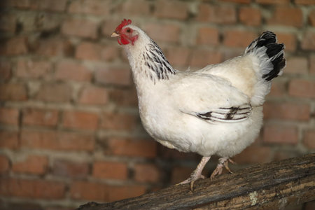 White chicken in a chicken coopの写真素材