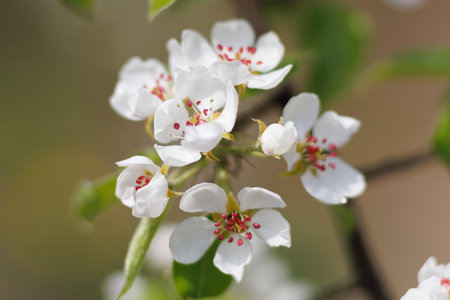 Flowering pears in the gardenの写真素材