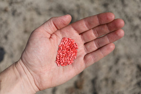 Cucumber seeds for planting red in handの写真素材