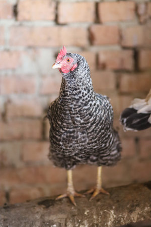 Chicken in the chicken coopの写真素材