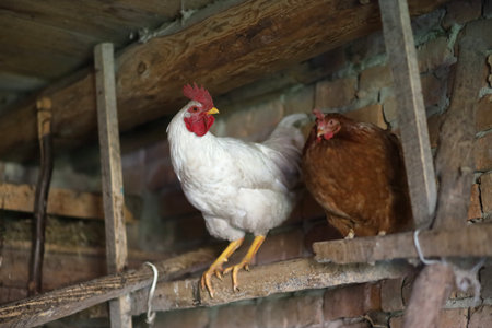 Roe deer and chicken in the henhouseの写真素材