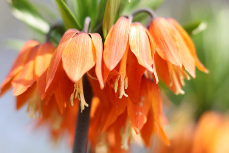 Fritillaria imperialis beautiful flower in the gardenの写真素材