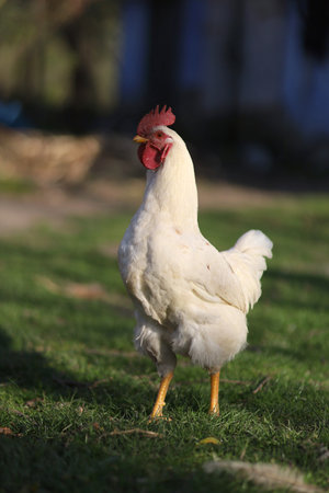 White rooster in the village on the grassの写真素材
