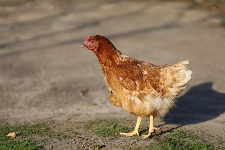 Village chickens walk and grazeの写真素材