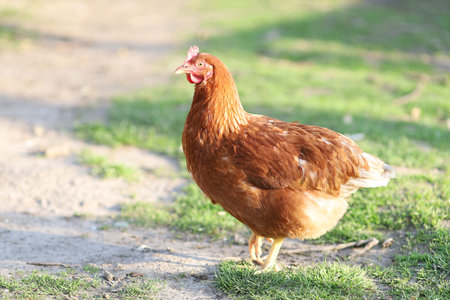 Red chicken on the grass in the villageの写真素材