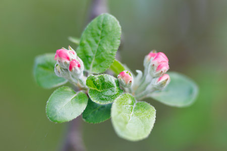 The beginning of flowering apple treesの写真素材