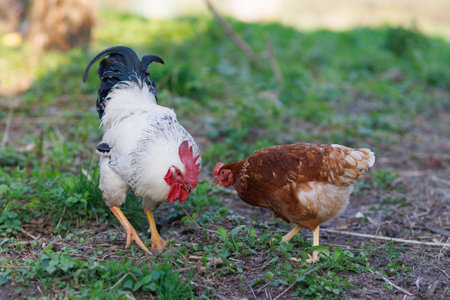 Rooster and chicken graze in the villageの写真素材