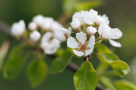Flowering pears in the gardenの写真素材