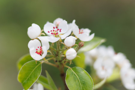Flowering pears in the gardenの写真素材