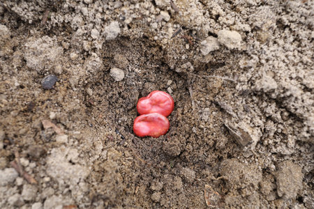 Bean seeds for planting in the pitの写真素材