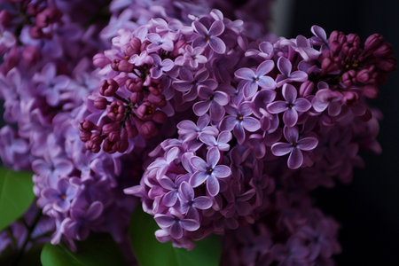 Purple lilac close-up. AI Generatedの素材