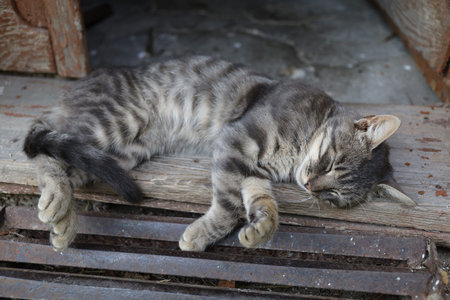 A beautiful gray cat is sleeping on the doorstepの写真素材