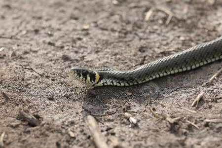 The snake is crawling on the ground