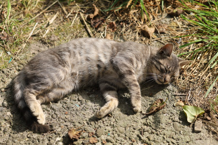 A gray cat basks in the sunの写真素材