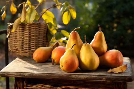 Harvested pears arranged neatly on an outdoor tableの素材