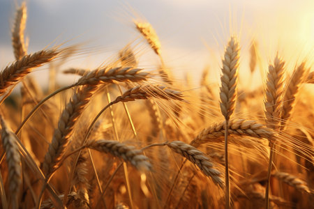 Wheat field close-upの素材