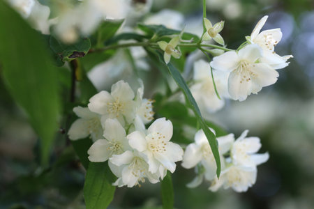 Jasmine flowers bloom elegantly, surrounded by vibrant green leaves in a serene garden during the spring season.の写真素材