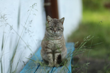 A striped cat sits calmly on a blue wooden bench with green grass around it on a sunny day near a building.の写真素材