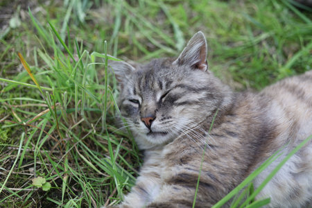 A tabby cat enjoys a nap on soft grass under the warm sun, completely relaxed and at ease in the serene environment.の写真素材