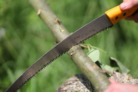 A person is using a handsaw to cut through a thick branch in a lush outdoor setting during daylight.の写真素材