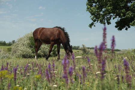 Adult horse grazing in a meadow, spring field with flowersの写真素材