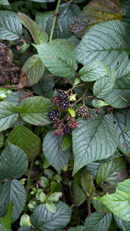 Blue berries in the Carpathian mountains, Ukraineの写真素材