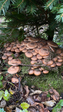 Many small mushrooms in the Carpathian mountains, Ukraineの写真素材