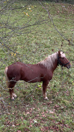 Red horse in the Carpathian Mountains, Ukraineの写真素材