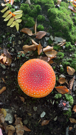 Small mushrooms in the Carpathian mountains, Ukraine