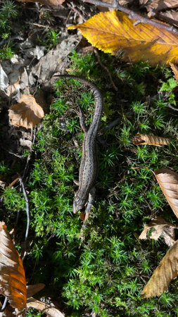 Green lizard in the Carpathian Mountains, Ukraineの写真素材