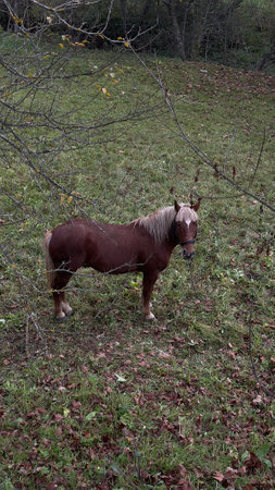 Red horse in the Carpathian Mountain, Ukraineの写真素材