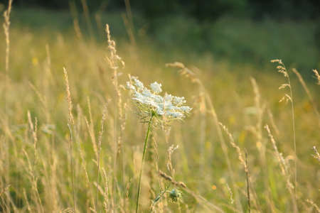 wild flower