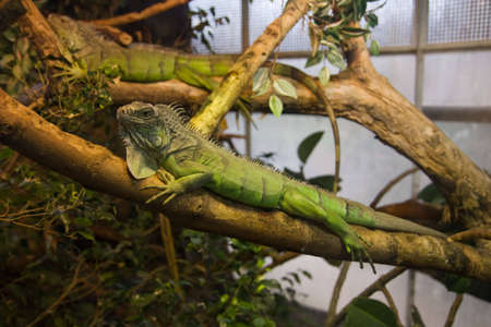 nice green chameleon sitting on the branch 