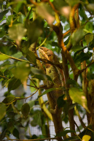 green chameleon on the branch between the leavesの写真素材