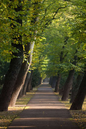 peaceful path between alley of sloping treesの写真素材