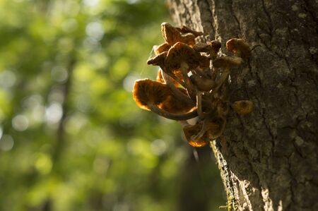 Mushrooms grow on the old tree in the forestの写真素材