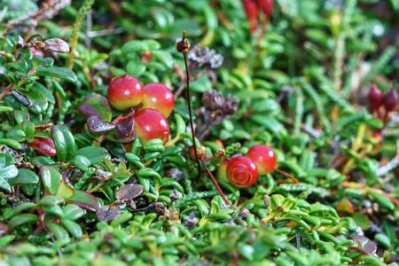 Red berries of a cowberry, Kamchatka, Russiaの写真素材