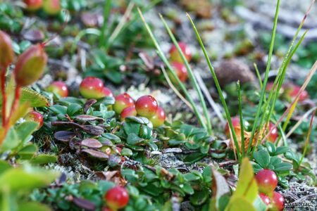 Cowberry on green branches, Kamchatka, Russiaの写真素材