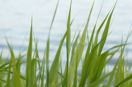 Water drop from green leaf on summer backgroundの写真素材