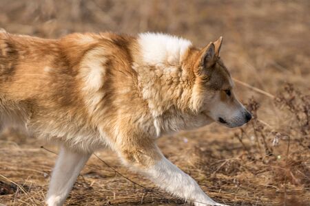 Red dog mongrel runs on dry grass