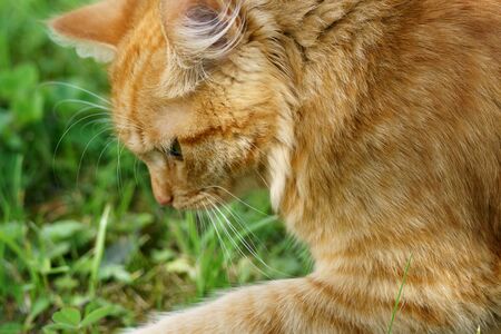 Ginger cat looking out for prey in the streetの写真素材
