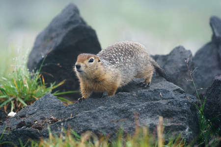 little gopher stands on a stone and wary look awayの写真素材