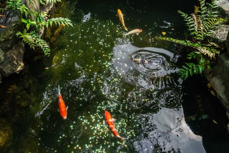 Multi-colored large carps swim in the pond of Ueno Park in Tokyo on a sunny August dayの写真素材
