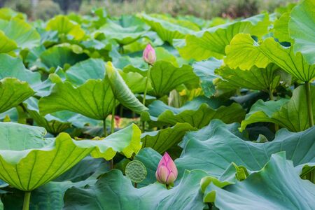 Lotus bud in the green sea of leavesの写真素材