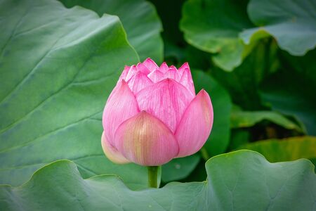 Pink lotus branches among green leaves large in Ueno Park, Tokyo, Japan. August 2019 2020の写真素材